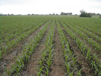 Narrow Row and Twin Row Spacing Great Plains Ag